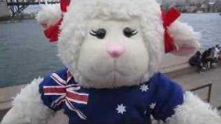 Lamb Cam 30 Lambie Visits Downtown Sydney  LambCam [upl. by Anik]