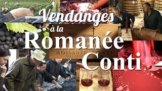 VENDANGES À LA ROMANÉECONTI by LOTEL DU VIN [upl. by Aciretehs]