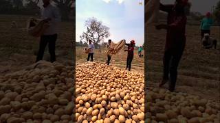 Aalu ki kheti🥔😋। farming shortsvideo [upl. by Bush131]