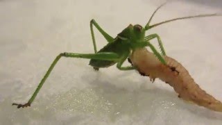 Caterpillar vs Katydid [upl. by Alimac]