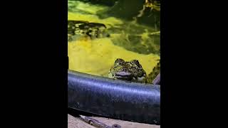 Watcha Doin share shorts trending subscribe funny laugh crocodile comedy haha new best [upl. by Eirollam598]