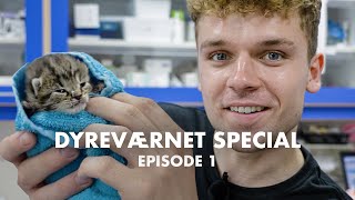 Hvad kan jeg blive Dyreværnet Special Ep 1 [upl. by Latsyrcal28]