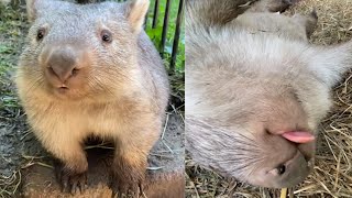 Cuteness and funny video of Wombat Wild Animal 42 [upl. by Shantha]