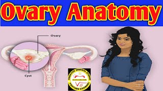 Anatomy of the Ovary  Ovarian ligaments  ovarian cancer  ovarian cancer symptoms [upl. by Jamey322]