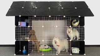 DIY Cute Pomeranian Dog House With Cube Grid Wire  Poodle Puppies amp Kitten Cat  MR PET 80 [upl. by Aimerej]