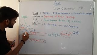 Signalling pathway of AuxinPhytohormoneCSIR NET in Hindi [upl. by Krista]