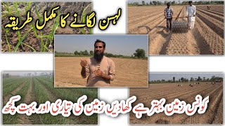 Garlic farming Lahsan ki kasht ka behtreen treeka Garlic crop harvesting IR FARMS [upl. by Zaneski424]