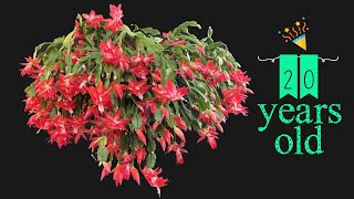 How to Grow and Care for the Thanksgiving Cactus [upl. by Notnilk]