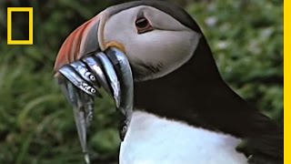 Empowering Puffins  National Geographic [upl. by Viccora]