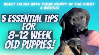 5 Essential Tips For 812 Week Old Puppies [upl. by Aivle]