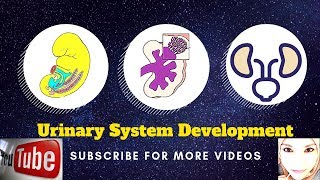 Special embryology  Urogenital system  2 Urinary bladder [upl. by Elyse]