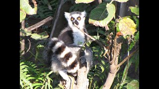 lémuriens makis à Madagascar [upl. by Wyly]