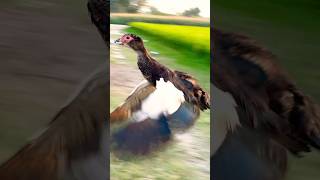 Muscovy duck flying in air  ViralShorts birds [upl. by Asinet]