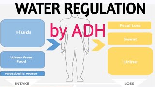 Water regulation by Antidiuretic hormone ADH  example of ve feedback homeostasis in hindi  DAC [upl. by Ardnohs]