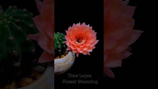 Natures Miracle Cactus Flower Timelapse flowers nature shots [upl. by Warila323]