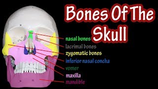 Bones Of The Skull Labeled  Anatomy Of The Skull And Facial Bones  Skull Anatomy Bones [upl. by Arndt]