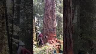 تقطيع الاشجار بطريقه احترافيه Comment couper des arbres de manière professionnelle [upl. by Telracs]