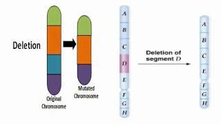 Deletion or Deficiencies Chromosome Meaning [upl. by Phaidra212]