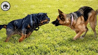 Rottweiler Dog vs German Shepherd Comparison Whos Better [upl. by Anoy168]