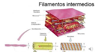 Citoesqueleto filamentos intermedios [upl. by Bartholomew128]