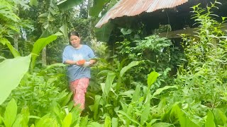 Planting rice crops in my dads rice field and Stir fried duck Cha kroeung duck [upl. by Ttcos]