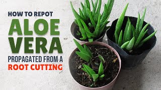 How To Repot Aloe Vera Propagated From A Root Cutting [upl. by Bell]