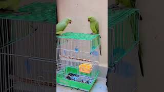 Parrot 🦜 shorts youtubeshorts naturelovers naturebeauty naturephotography petlovers parrots [upl. by Aicened804]