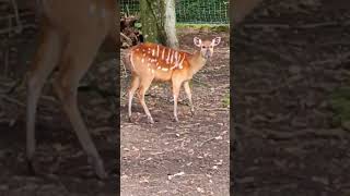 Sitatunga vidéo Sandrine [upl. by Aseret]