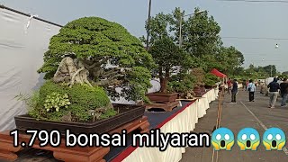 Pameran dan kontes bonsai nasional bantul yogyakarta 2023 [upl. by Tap]