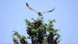 Shorttoed eagle [upl. by Rachelle]