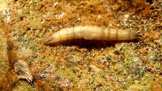 Black Horse Fly Larva Tabanus atratus Merge1 [upl. by Orfield]