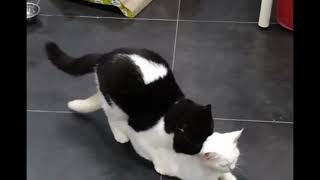 Black and white cats love  Cats Mating At Home  cat mating successful  Colors of life [upl. by Hoskinson]