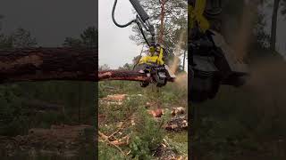 “Professional masteryIncredible forestry machine handling harvester forest viralvideo johndeere [upl. by Grayson206]