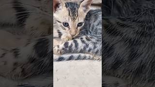 Tiny cat  Please watch long videos amp subscribepettalesofficialcat pettales kittencuteanimal [upl. by Celestia667]