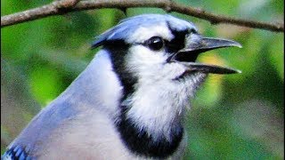 Exceptional Blue Jay Calls [upl. by Nizam]