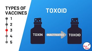 Types of Vaccines  3 Toxoid [upl. by Andromada]