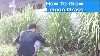 How To Grow Lemon Grass🧑‍🌾 [upl. by Tabby]