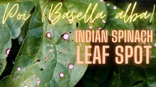 Leaf spots on Indian spinachMalabar spinachPoi Basella alba  1080p 60fps [upl. by Enrobyalc]