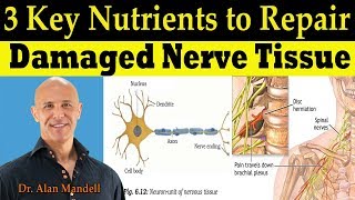 3 Key Nutrients to Repair Damaged Nerve Tissue Pinched Nerve amp Neuropathy  Dr Alan Mandell DC [upl. by Nicolette]