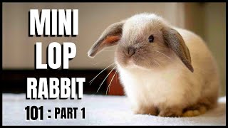 Mini Lop Rabbit 101 Part 1 [upl. by Chaunce499]