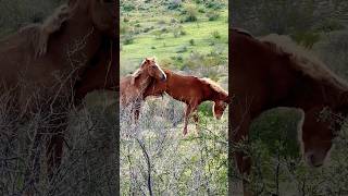 Wild Horses Kicks wildhorse majestichorses horsevideo mustangs wildmustangs equestrian [upl. by Lacsap]