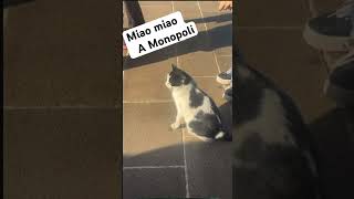 Ho trovato il miao miao a Monopoli shortvideo perte musicgenre musicvideo cat [upl. by Merline]