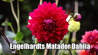 Engelhardts Matador Dahlia [upl. by Kanal608]