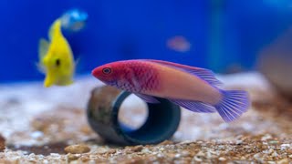 China Wrasse  Red Velvet Fairy Wrasse  Saltwater Fish  Quarantined Fish  Reef Aquarium [upl. by Gayn365]