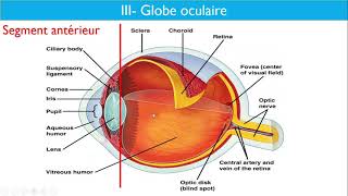 Anatomie de lappareil visuel  Dr Layadi CHU Bab El Oued [upl. by Ardnaed]