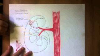 CIRCULACION RENAL [upl. by Bucher]