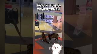 Cemen lu cing funny funnycats cat shorts [upl. by Ihcehcu]