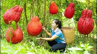 How to harvest Red Chayote amp Go to the market to sell  Farming and Cooking  Daily Life [upl. by Inaleon]