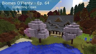 Minecraft  Biomes O Plenty  64  Collecting Cows [upl. by Rubia]