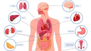 palpation percussion and Auscultation of the lungs heart kidney bladder gallbladder and liver [upl. by Llerrej23]